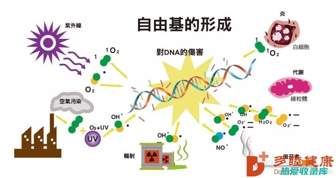 可以帮助保护细胞免受自由基的损伤