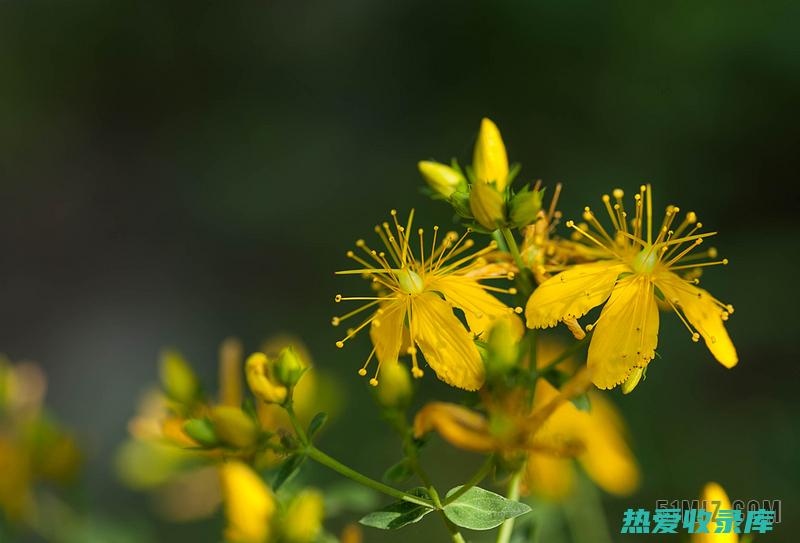 麦芽连翘的功效与作用：止咳化痰、清热解毒、消炎镇痛 (麦芽连翘搭配的功效)