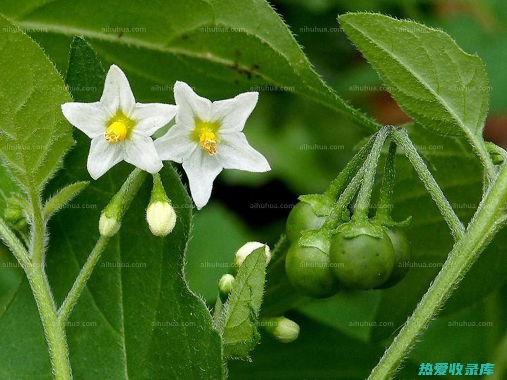 龙葵子的功效：神药妙用，延年益寿 (龙葵子的功效与作用禁忌)