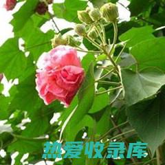 菜芙蓉功效与作用：图解菜芙蓉的营养价值与健康益处 (菜芙蓉功效与作用图片)