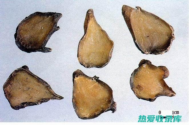 师子尾的功效与作用：其强大的健康益处，包括抗炎、抗菌、抗氧化、抗过敏等 (师子尾别名)