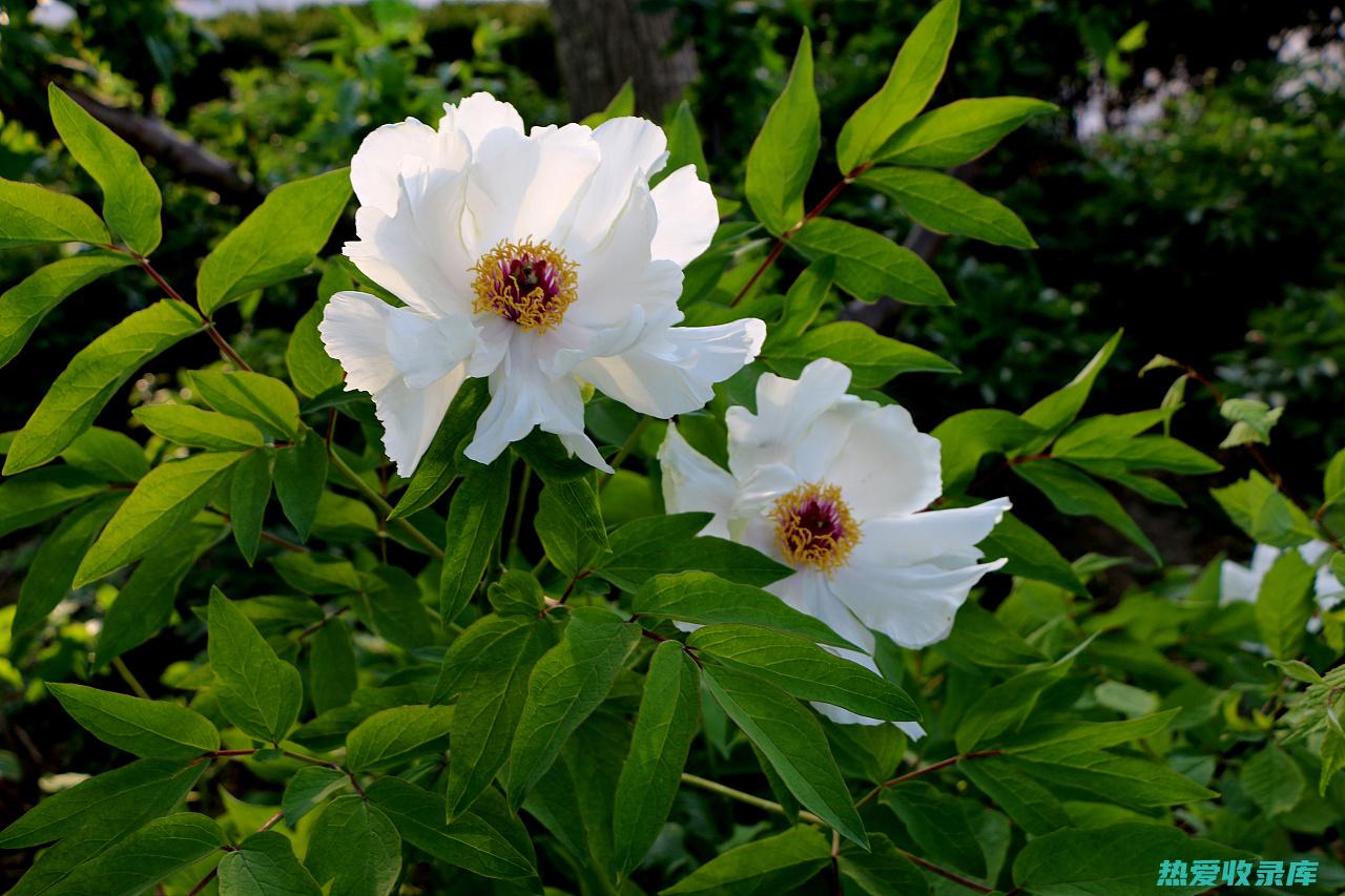 中药芍药：了解其本质及其药用价值 (芍药(中药))