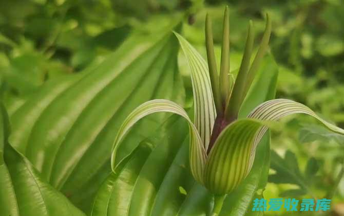 百部的功效：提升免疫力、止咳化痰、抗菌消炎、保肝利胆、抗氧化、抗衰老 (百部的功效与作用)