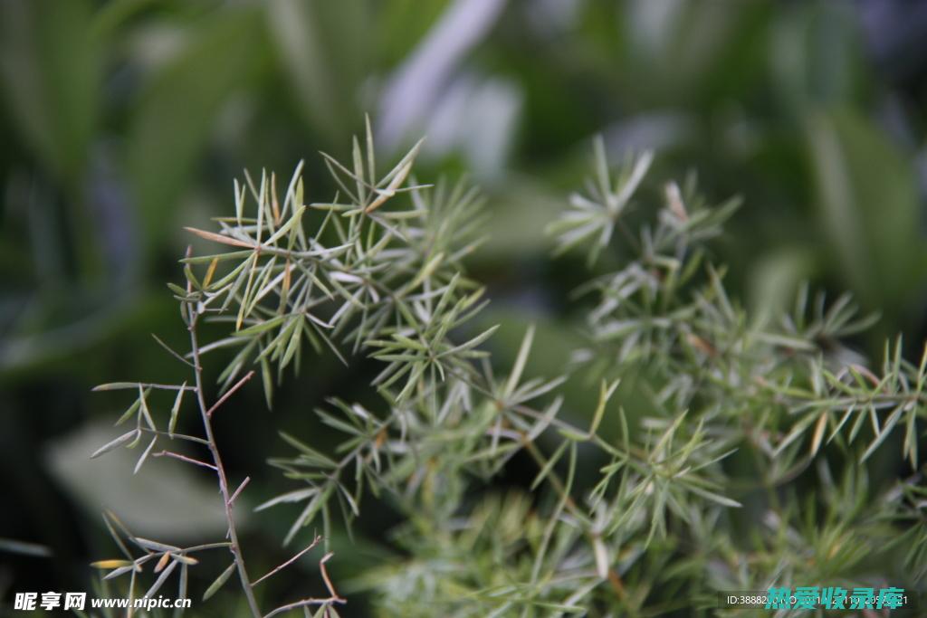 木冬中草药的功效列表 (木冬中药作用)