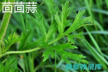 石龙芮的功效与作用