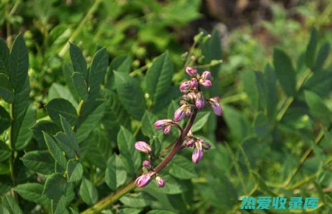 白鲜皮：重要的中药材，用途广泛 (白鲜皮学名)