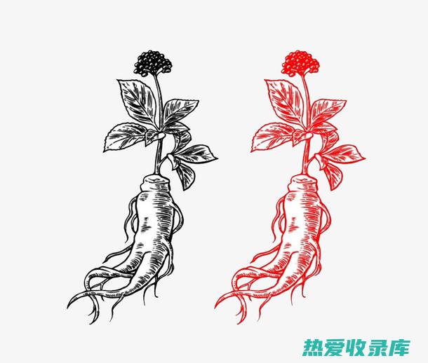 中草药小菊花的功效 (中草药小菊花治出汗吗)