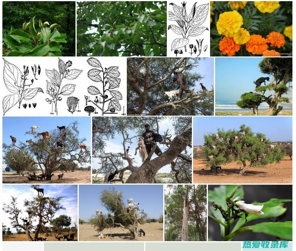 神奇的羊角藤：揭开其非凡的功效 (羊角藤植物)