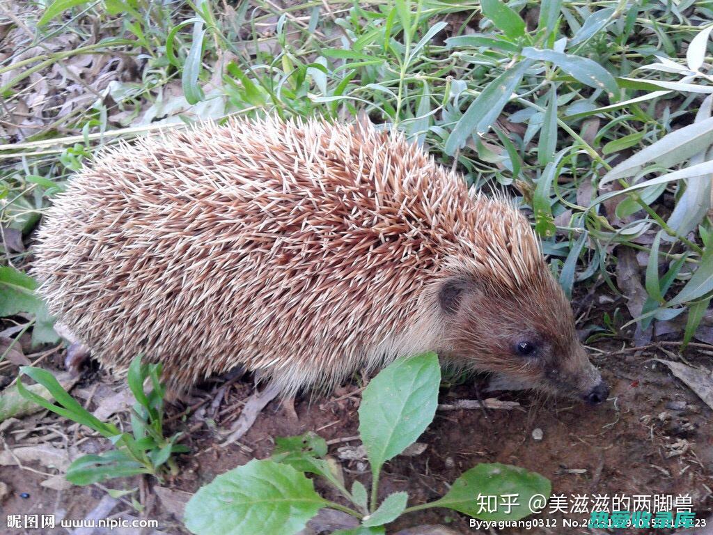 刺猬：一种独特的传统中药 (刺猬小百科)