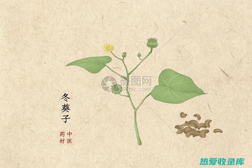 冬葵子的神奇功效：传统草药的健康益处 (冬葵子的神奇功效)