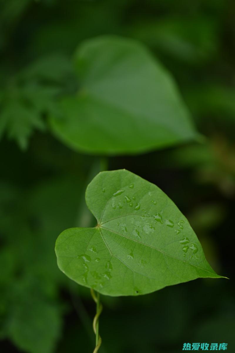 川地龙Rehmannia glutinosa: 一味补益气血的中药材 (spanish)