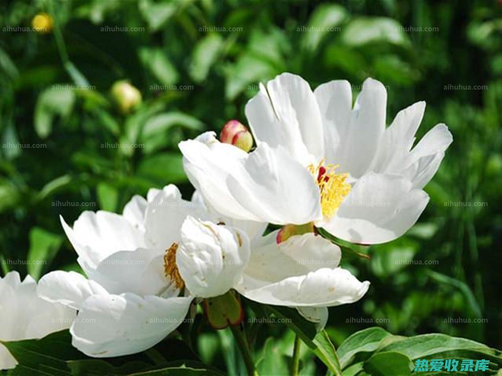 白芍药性与归经 (白芍药性归经)