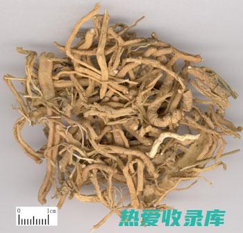 细辛的功效与作用 (细辛的功效与作用主要治什么病)