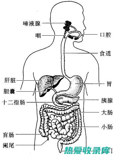 消化系统疾病：腹泻、痢疾、胃炎(消化系统疾病有哪些)