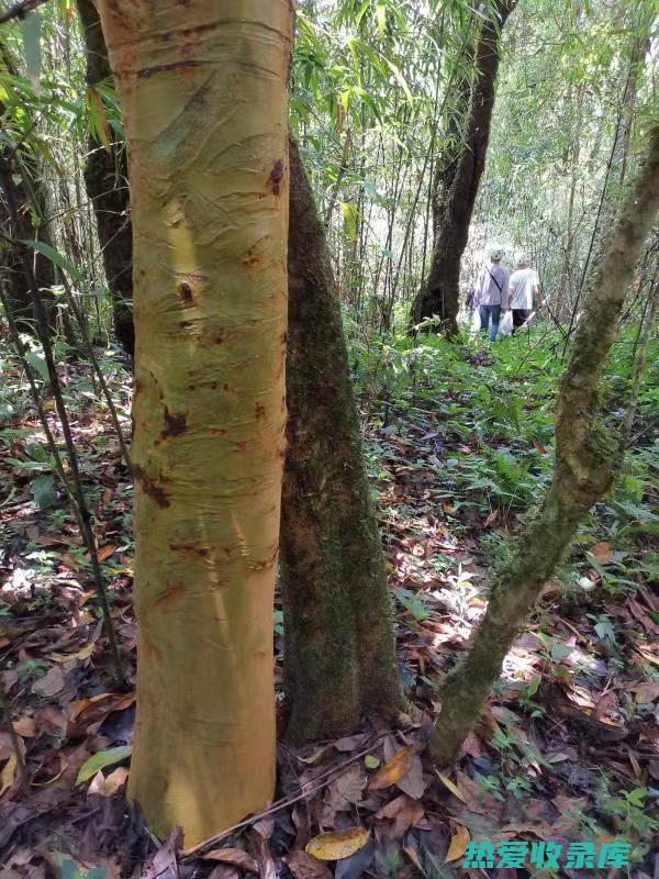 四川山上生长的珍贵野生中药材 (四川山上生长的植物)