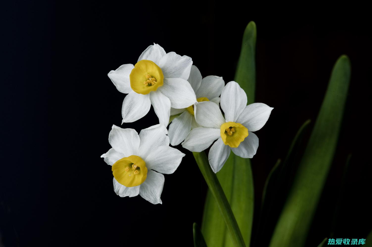 水仙花的功效与作用：自然疗法的解毒剂和芳香滋补品 (水仙花的功效与作用及禁忌)