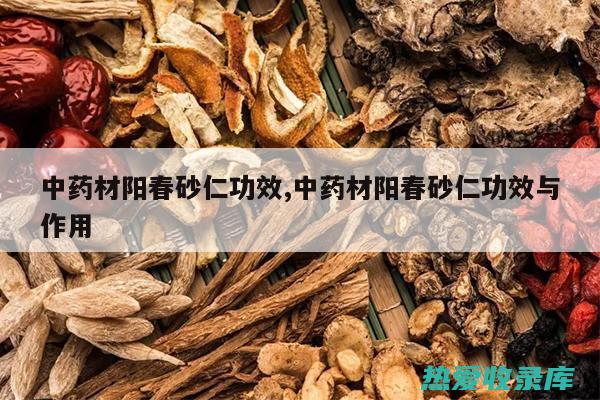 砂仁的功效与作用：一味宝贵的中药 (砂仁的功效与作用)