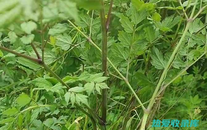 中草药生麻的功效 (中草药生麻的作用与功效)