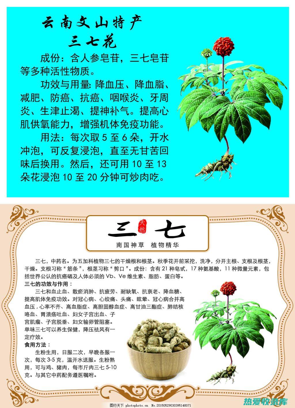 中药三七花的神奇功效：探索其强大的健康益处 (中药三七花的功效与作用)