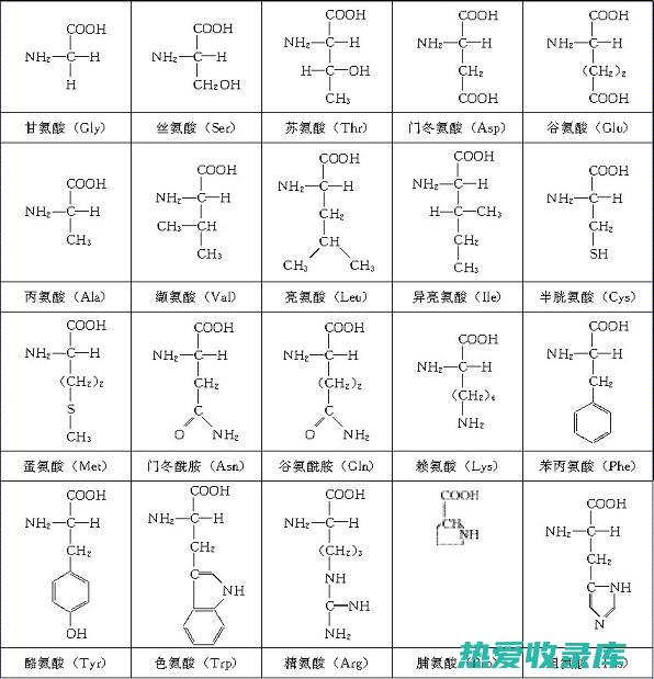 氨基酸：必需的营养素，对身体健康至关重要。(氨基酸必需有几种)