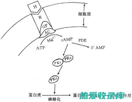 雌激素样作用：矮桐子树根中的异种黄酮可能会产生雌激素样作用，这可能是对某些人群的关注点，例如乳腺癌患者。(雌激素样作用是什么意思)