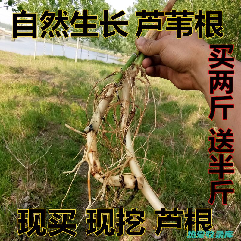 白芦根的卓越功效 (中药白芦根)