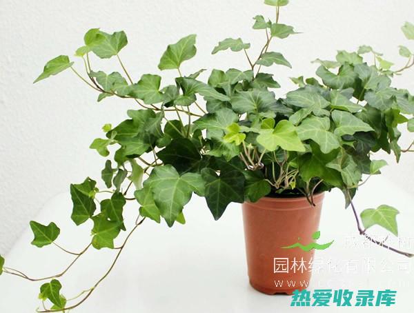 青藤的功效：探索神奇植物的药用价值 (青藤的功效和图片)