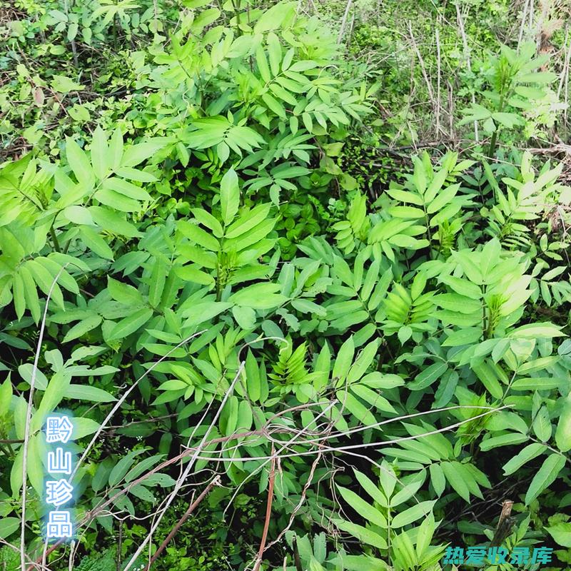 服用八棱麻后，不宜食用辛辣刺激性食物； (服用八棱麻后能喝酒吗)