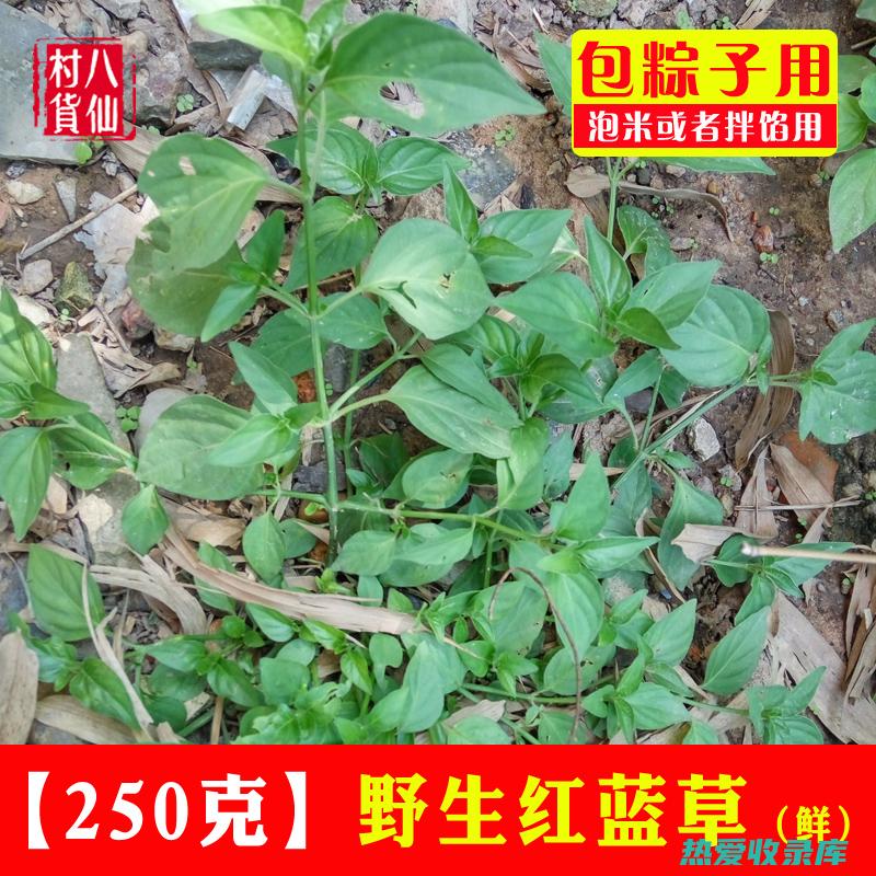 红蓝叶：神奇植物的功效与作用 (红蓝叶有什么作用)