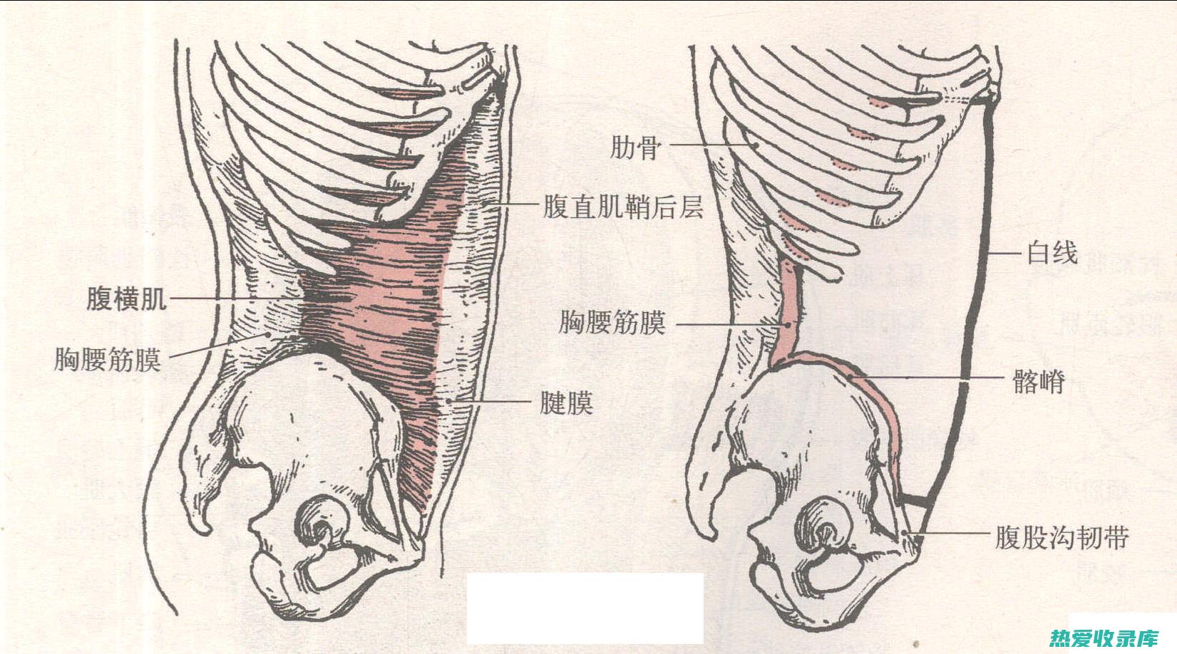 腹股沟管痛：中药调理，缓解疼痛 (腹股沟管痛)