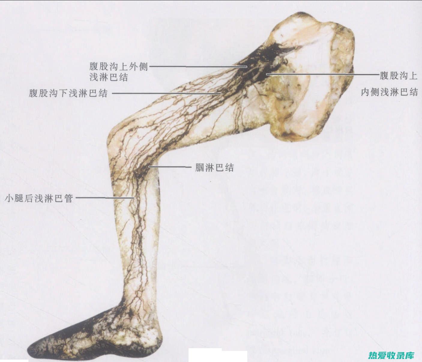 腹股沟区域的疼痛或压痛(腹股沟区域的肌肉)