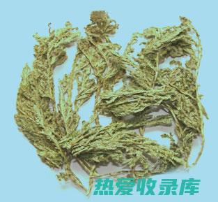 中药石上柏：其功效与作用详解 (中药石上柏别名叫什么)