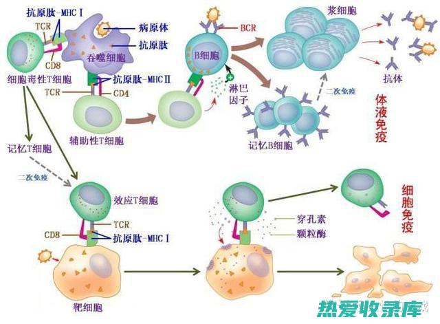 免疫调节活性