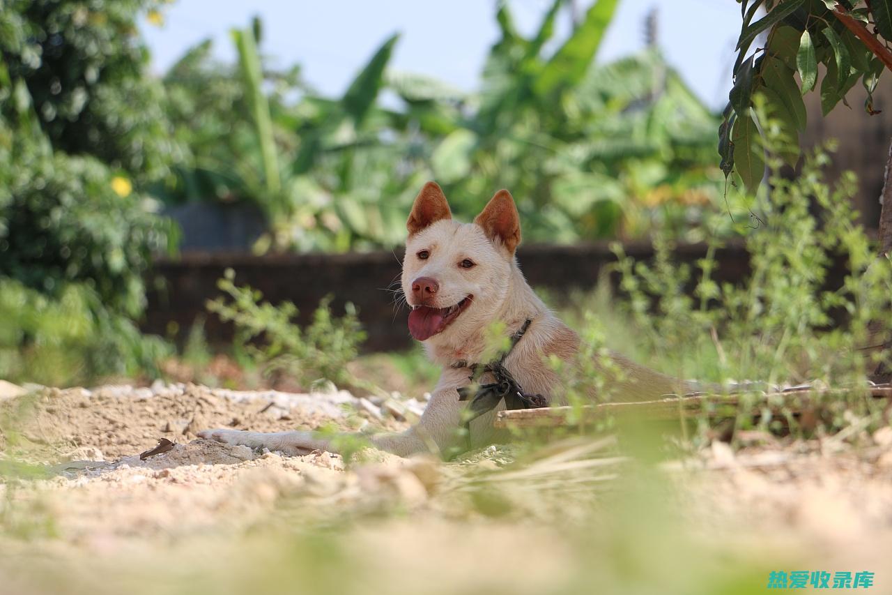 土狗中药：天然疗愈，传承养生智慧 (土狗中药有什么功效)