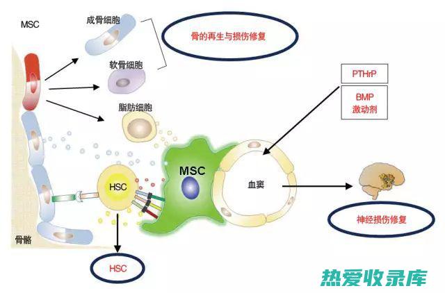 加快伤口