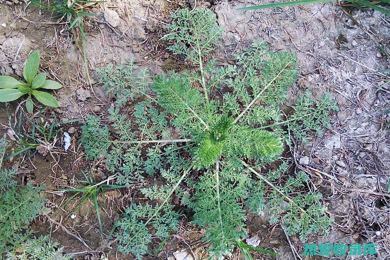 麦蒿子不宜长期种植吗