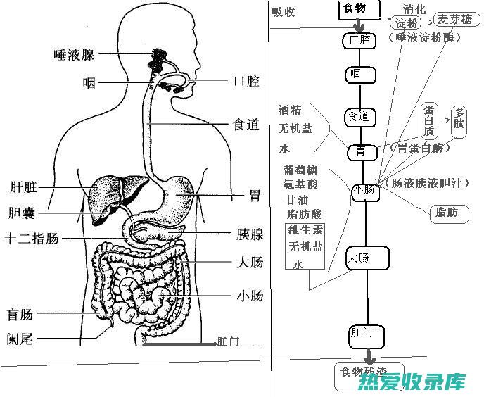 改善消化系统功能：土木香可以刺激胃肠蠕动，促进消化液分泌，从而缓解消化不良、腹胀、腹痛等症状。(改善消化系统的最好方法)