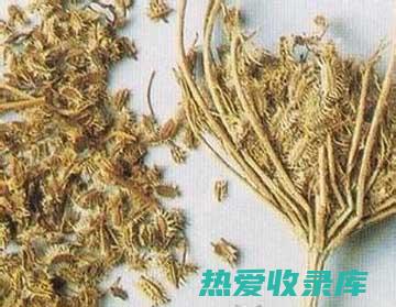 中药鹤虱：认识它的药用价值和功效 (中药鹤虱的功效与作用)