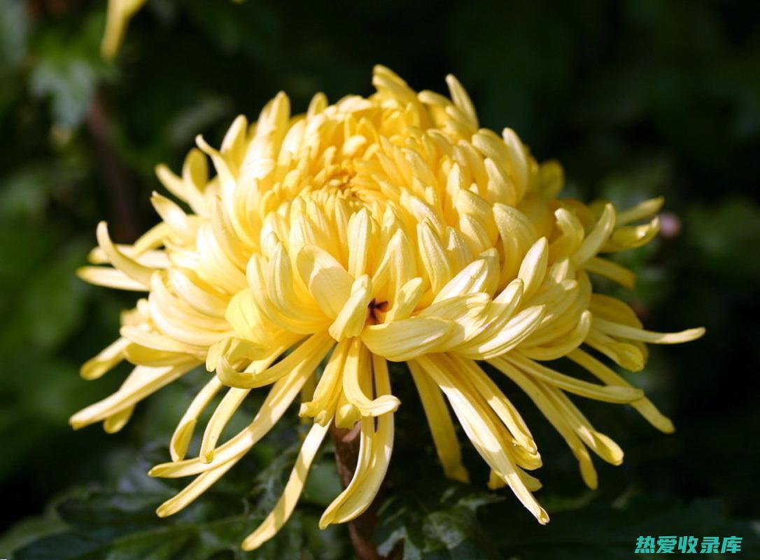 菊花的功效与主治 (菊花的功效与作用)