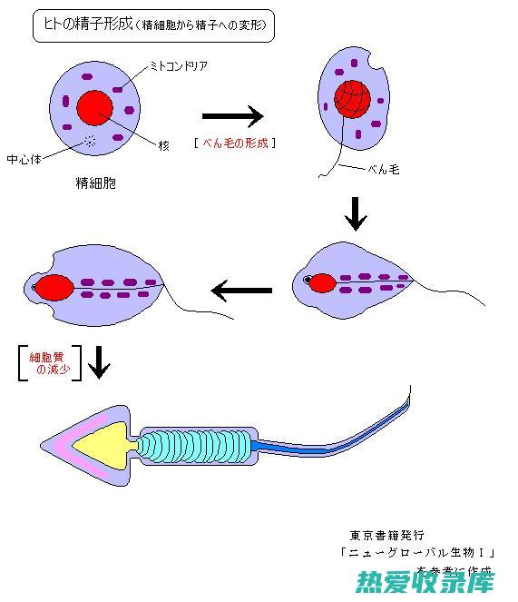 抑制精子生成(抑制精卵结合)