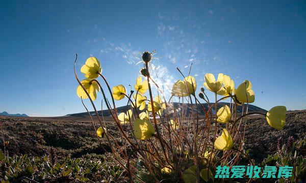 矮脚地稔的功效 (矮脚地稔的功效和作用)