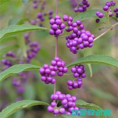 紫珠草：神奇的草药，解锁其功效与作用 (紫珠草是什么中药)