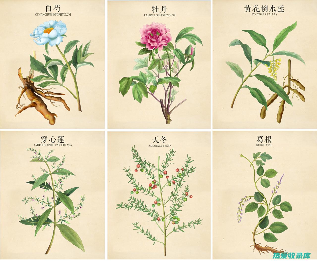 植物类：如人参、当归、黄芪(植物之类)