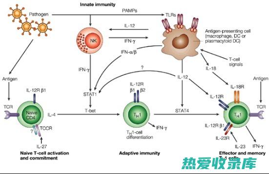 抗炎作用：排风藤中的活性成分具有抗炎特性，可抑制炎症介质的产生，减轻炎症症状。(抗炎作用最强的药)