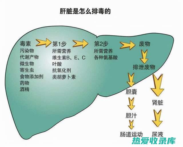 软肝缩脾的中药：滋补强健，恢复健康 (软肝缩脾的中成药)