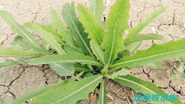 花麻：功效与作用 (花麻的功效和作用)