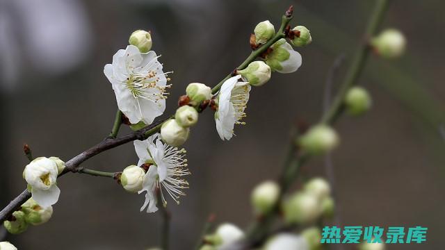 绿萼梅的功效与禁忌：益气健脾、活血化瘀、止咳化痰、美容养颜、注意事项与禁忌 (绿萼梅的功效与作用禁忌)