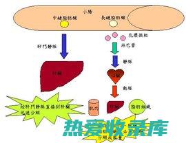 脂肪：含有健康脂肪，如卵磷脂和胆碱，对大脑和神经系统健康至关重要。(脂肪富含)