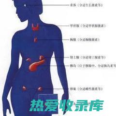 激素的先体：胆固醇是性激素、应激激素和胆汁酸等激素的先体。(br激素)