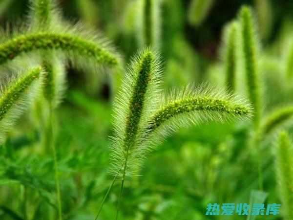 中药狗尾草的神奇功效：传统养生与现代医学应用 (中药狗尾草的故事)